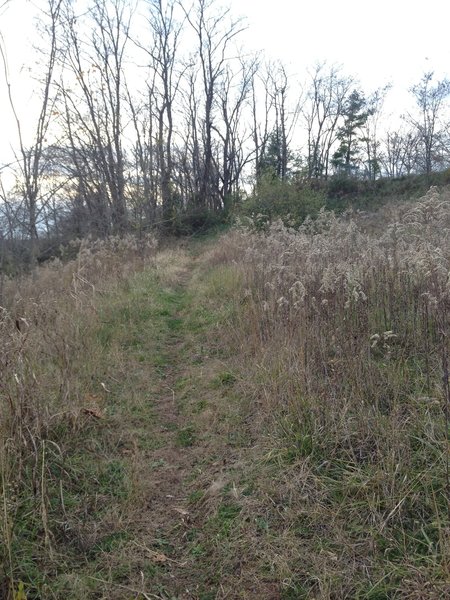 A grassy area at the top of the hillside of Glendale Trail before descending.