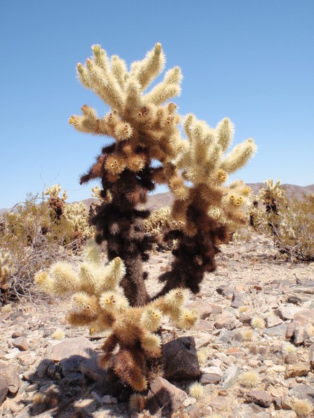 Cholla Cactus Garden. Joshua Tree NP.