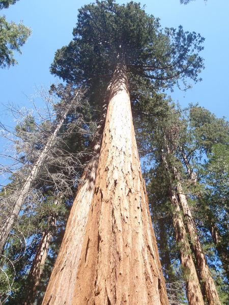 Sequoia National Park. Congress Trail.