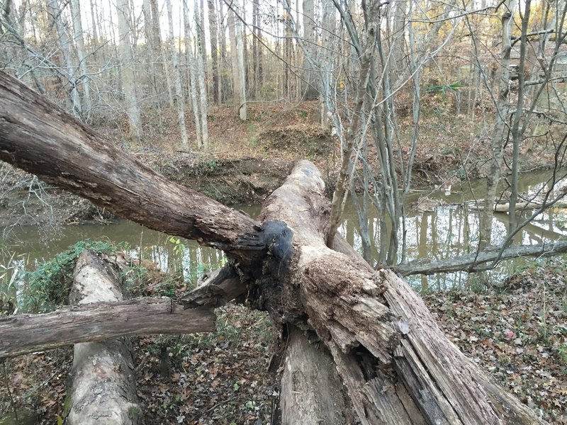 When Sycamore Creek is too high to cross on stepping stones, it is easier to bush-whack downstream and find a downed tree that spans the creek. This one is plenty wide!