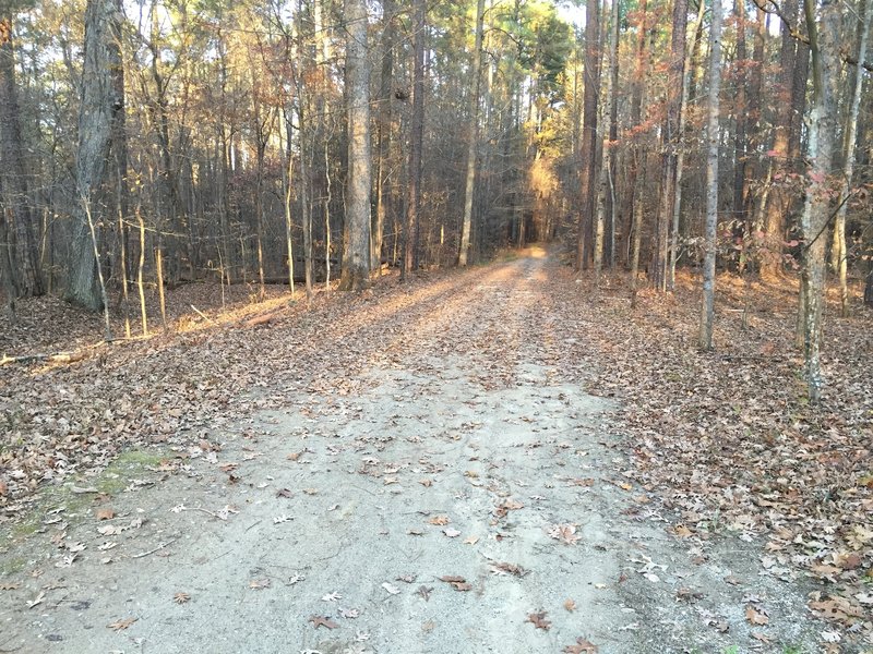 Cedar Ridge Trail in Umstead State Park.