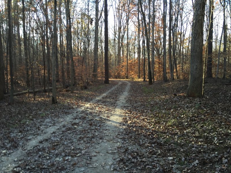 South Turkey Creek Multi-Use Trail in Umstead State Park.