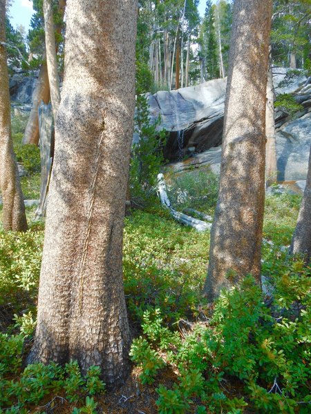 Small falls over the boulders near the Merced River Shelf make pleasant sounds.