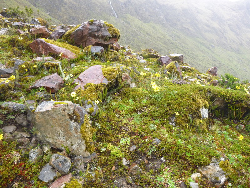 This part of the hike is in the Cloud Forest.  Moss abounds, and wildflowers (this was in late March).