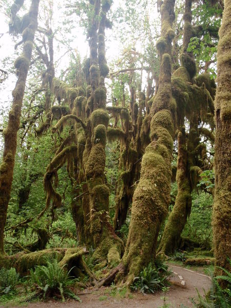 Classic Hoh Rain Forest as seen from the Hall of Mosses trail in Olympic National Park, WA.