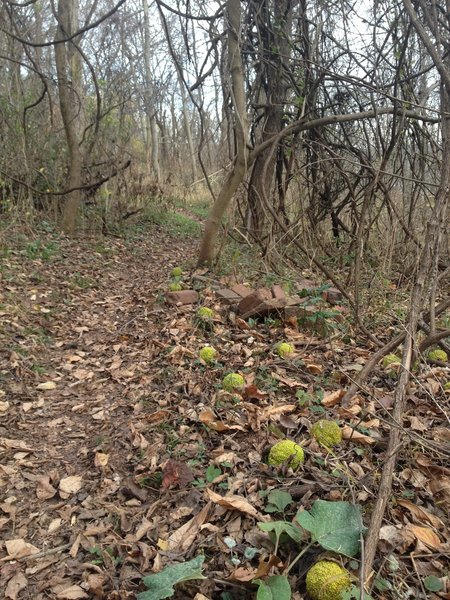 Nearing the end of the Old Walnut Trail by Greene Street.