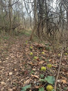 Nearing the end of the Old Walnut Trail by Greene Street.
