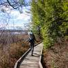 Hiker on the Bog Trail