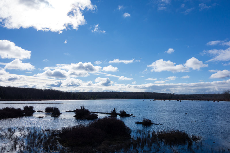 View of Black Moshannon Lake from the Bog Trail.