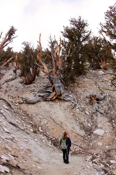 Watching the death bristlecone pine tree.