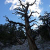 A cool tree along the Discovery Trail.