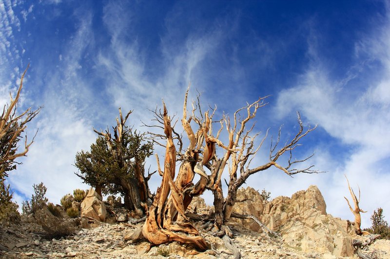 Bristlecone pine and sky.