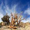 Bristlecone pine and sky.