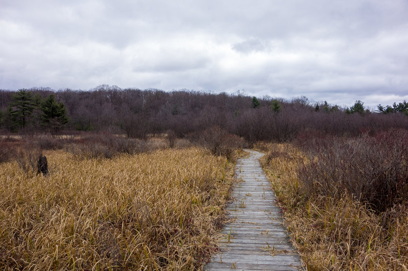 Bog boardwalk on the Moss-Hanne Trail