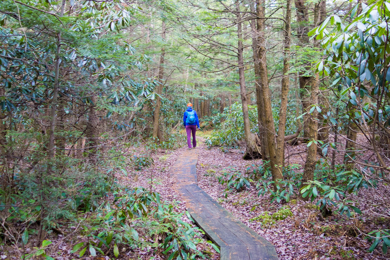 More boardwalk on the Moss-Hanne Trail.