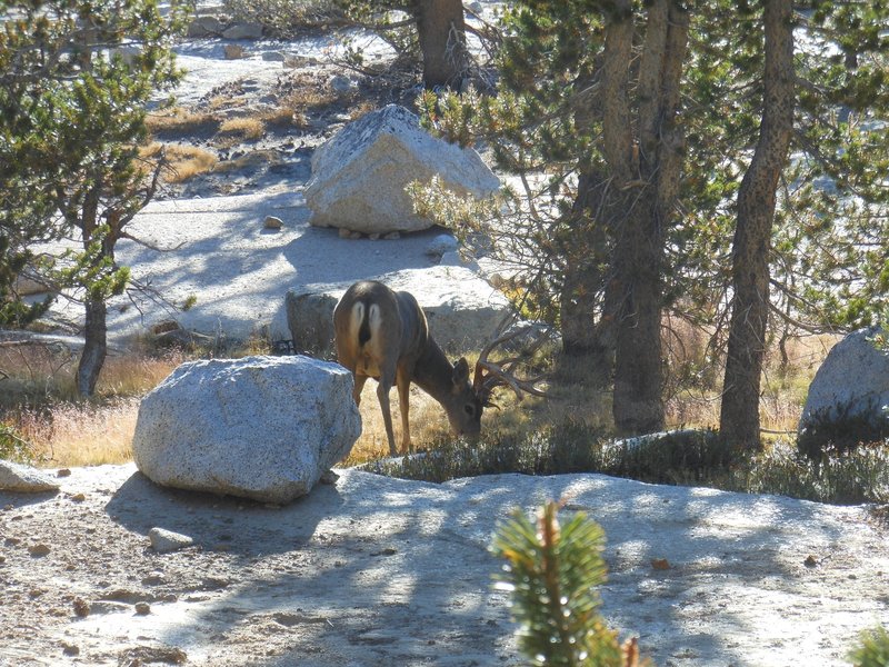 Breakfast for another trail user on the Evelyn Lake Trail.