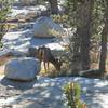 Breakfast for another trail user on the Evelyn Lake Trail.