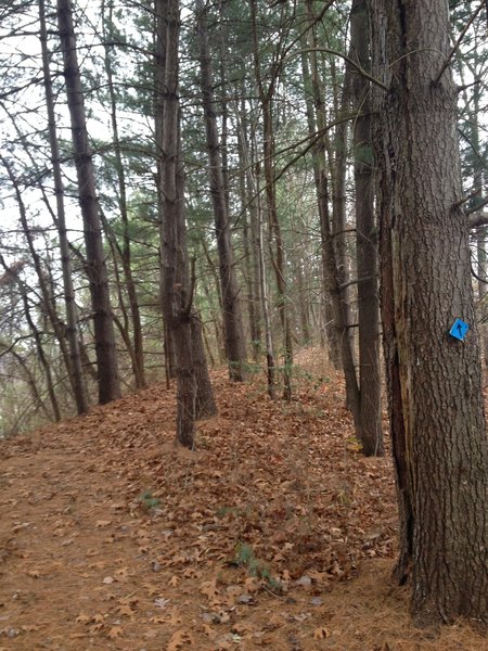 The pine tree laden hilltop overlooking the I-77 highway.