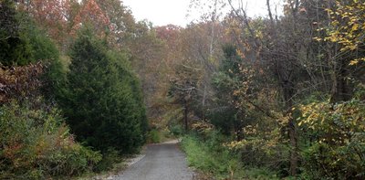 Cedar Trail at Bee Tree Park