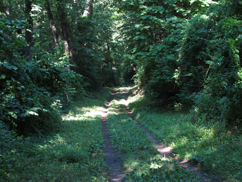 Brown Gap Fire Road