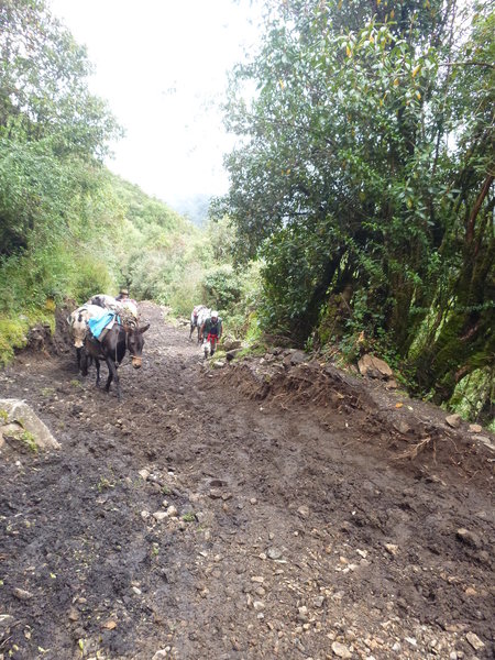 A lot of this trail was muddy in late March, and there really was no getting around it.