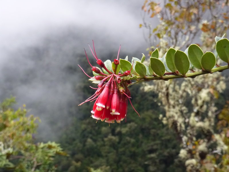 Lots of beautiful native wildflowers were on display during our hike.