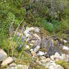 Native lupine along the trail.