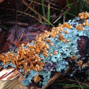 An example of the almost alienesque lichen you can find on the trail.