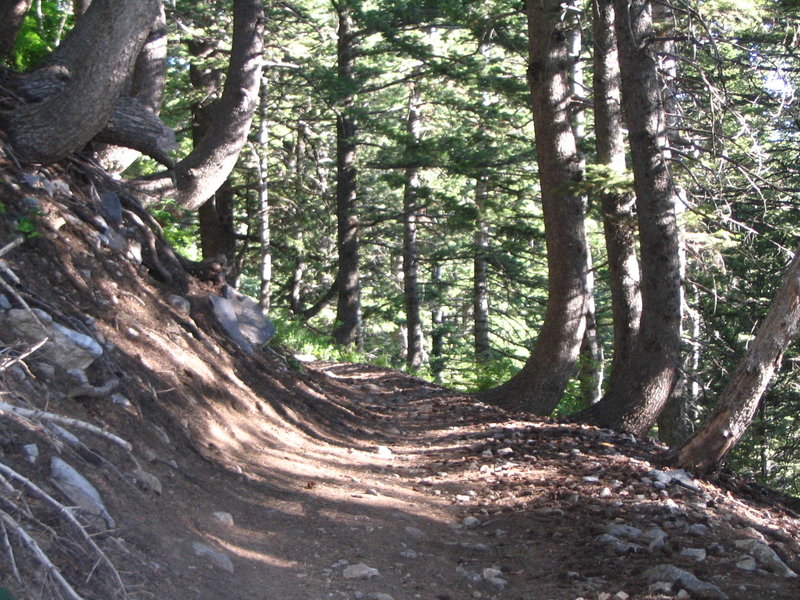 beautiful forest along Skyline Trail