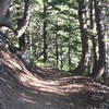 beautiful forest along Skyline Trail