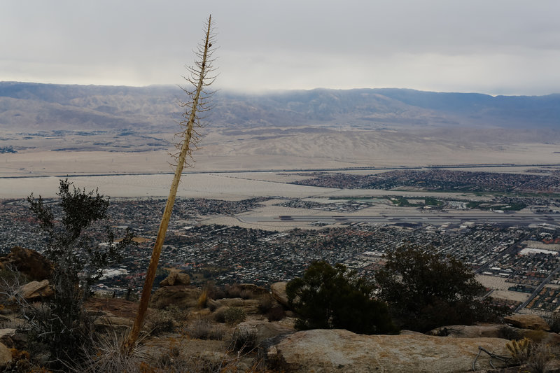 Dried out Yucca along the trail.