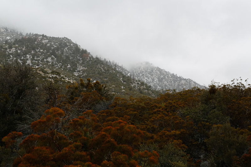 Heavy vegetation at this elevation, dry creek may flow in spring and winter