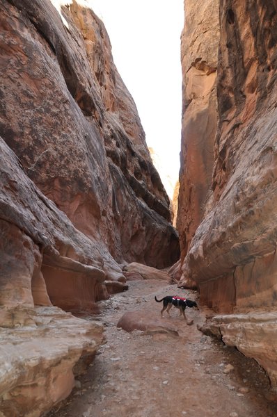 The trail winds through narrower walls.