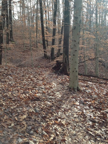 Heading down into the valley of the Chimney Trail.