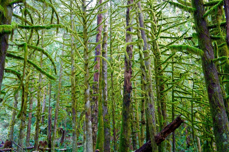 The "Dreadlock Forest" on the hike up to the Heybrook Lookout Tower.