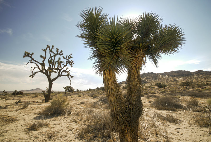 Some beautiful Cholla Cactus.