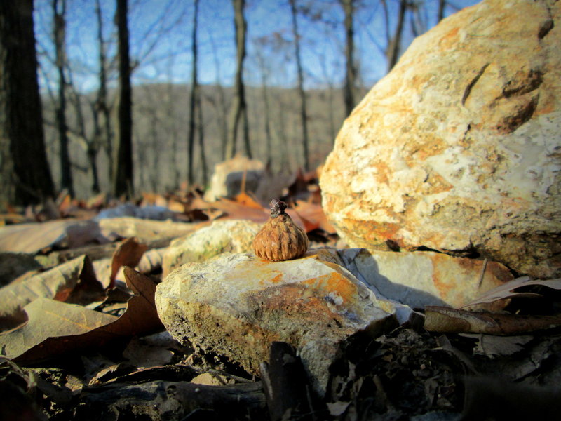 View from along the Beulah Trail at Greensfelder County Park.