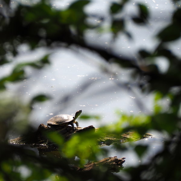 View from along the Blue Heron Trail at Simpson County Park.