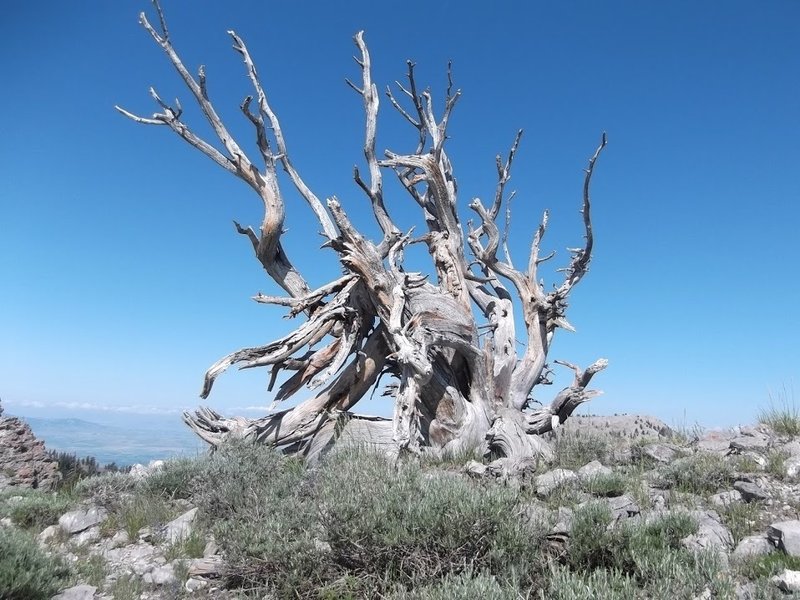 A gnarly juniper up on top of Mount Elmer, as seen from the Naomi Peak National Recreation Trail.