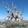 A gnarly juniper up on top of Mount Elmer, as seen from the Naomi Peak National Recreation Trail.