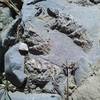 A great set of fossils found just below Mount Elmer and a short ways from the Naomi Peak National Recreation Trail.