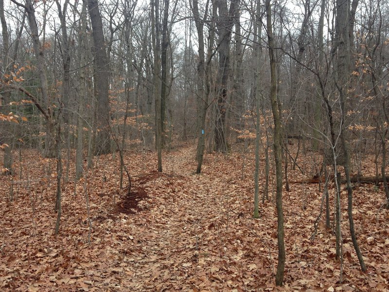 A smoother section at the top of a hill along the final mile of Slippery Rock Trail. This section is book-ended by small climbs that require a little bit of walking.