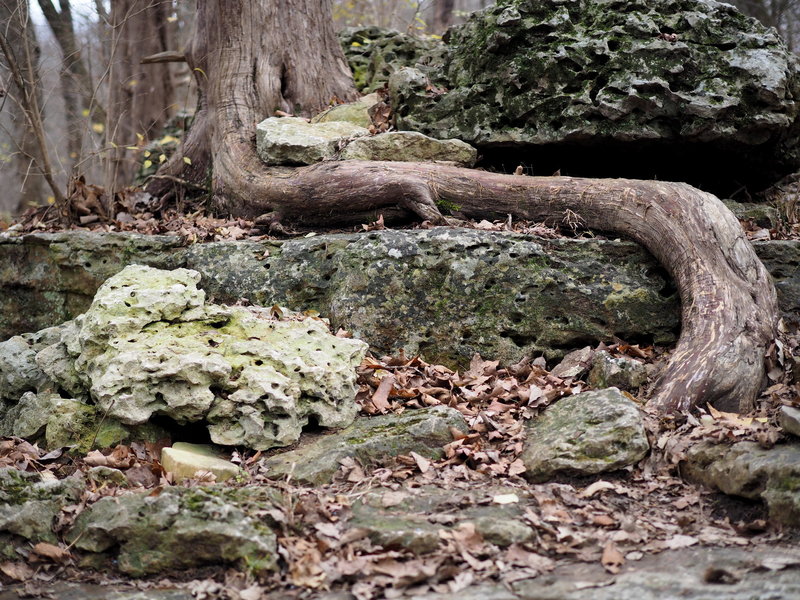 Tree roots along the Chubb Trail.