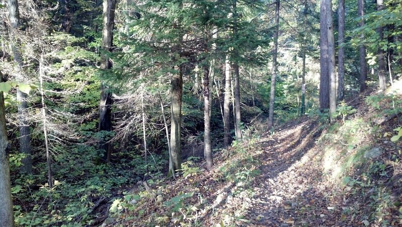 A short section of mixed conifer/deciduous forest and stunning views.