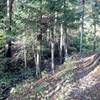 A short section of mixed conifer/deciduous forest and stunning views.