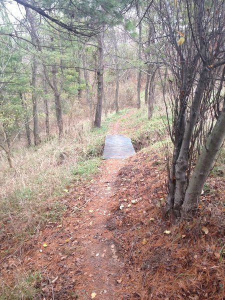 The Prospect Hill Loop Trail traveling through a section of pine trees!