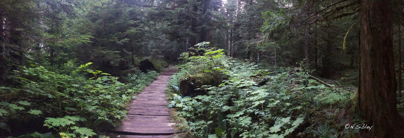 The Wonderland Trail, near Cougar Rock.