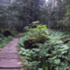 The Wonderland Trail, near Cougar Rock.