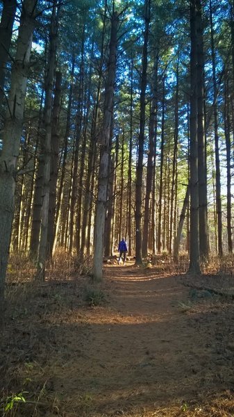 The Boord State Nature Preserve Trail heading through a quiet section of pines.