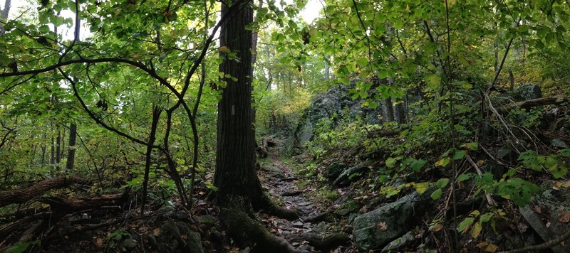 The AT disappears on its way up to Hightop Mountain in early October.